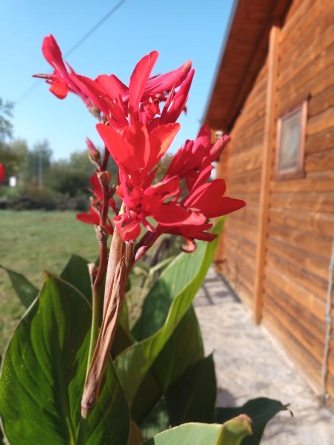 Lolini Bungalovi Novi Sad Eksteriør billede